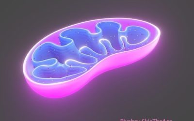 Klein, aber oho: Die Mitochondrien